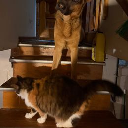 German Shepherd All Grown Up from M&M Shepherd Farms