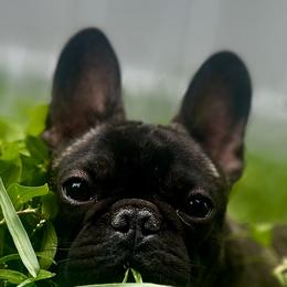 Chihuahuas from Sasha’s Elite Kennel LLC