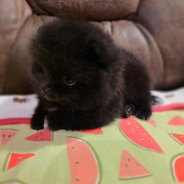 Soot - Black male Pomeranian puppy in Wildersville, Tennessee from RoyalRarity's Poms & Enrichment