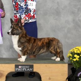 Marley - Cardigan Welsh Corgi