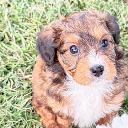 Tater - Red phantom male Aussiedoodle puppy in Fredonia, Pennsylvania from Drew’s Aussies & Doodles
