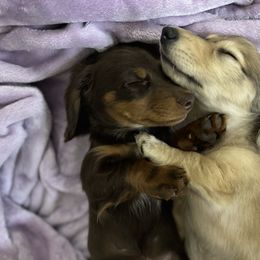 Dachshund Puppies from Tucson Dachshund Co.