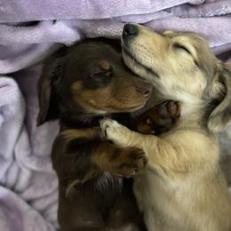 Dachshund Puppies from Tucson Dachshund Co.