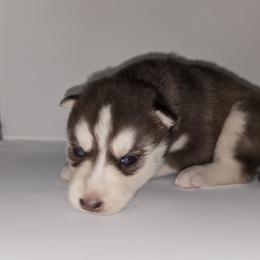 Tulla Mae - Red and white female Siberian Husky puppy in Kansas City, Missouri from Anuun's Huskies