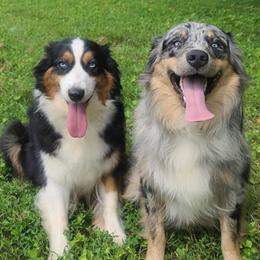 Australian Shepherds from D&D Australian Shepherds