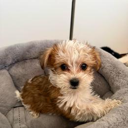 Diamond - Chocolate, tan and white female Yorkshire Terrier puppy in Parma, Ohio from My Exotic Yorkies LLC
