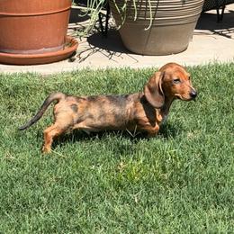 Dwight - Dapple male Dachshund puppy in Sulphur Springs, Texas from Waggin Beach Paradise Doxies