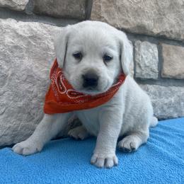 Addie's Orange Collar - Yellow male Labrador Retriever puppy in Mansfield, Missouri from Leadhill Labs