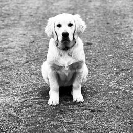 Golden Retriever Puppies from Journeyman Goldens