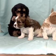 Cavachon Puppies from Cute, Colorado Cavachons