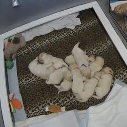 Golden Retriever Puppies from The Golden Garden