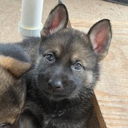 Orange - Sable male German Shepherd puppy in Buffalo, West Virginia from Z Tykev Vino LLC