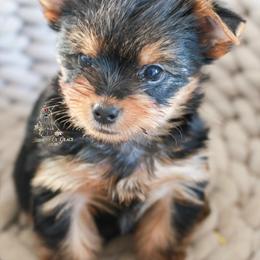 Yorkshire Terrier Puppies from Essence of Grace Yorkies