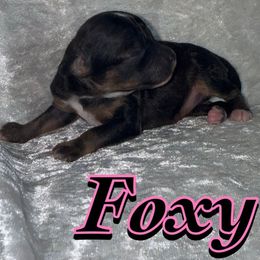 Puppy 4 - Phantom female Poodle puppy in Saint Cloud, Florida from Rising Star Kennels