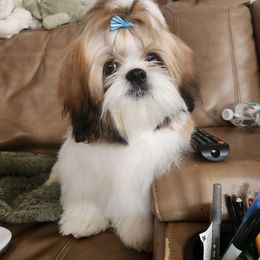 Shih Tzu Puppies from Little Miracles Shih Tzu