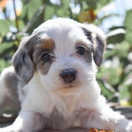 Rachel - Merle female Cockapoo puppy in Ellensburg, Washington from Dawn to Dusk Cockapoos