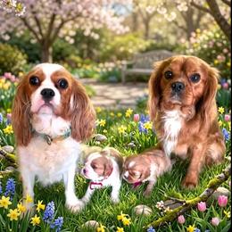 Rusty - Cavalier King Charles Spaniel