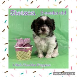 Stetson - Liver and white male Shih Tzu puppy in Beatrice, Nebraska from I Shih Tzu Not Puppies