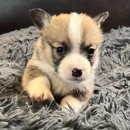 EKM-2 - Red male Pembroke Welsh Corgi puppy in Stockton, Iowa from Infinity Corgis