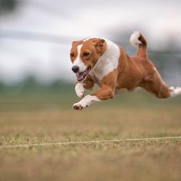 Josie - Basenji