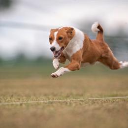 Josie - Basenji