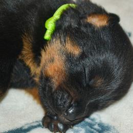 Boy 2 - Black and mahogany male Rottweiler puppy in Ethel, Washington from Titanenheim Rottweilers