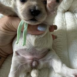 Scrabble - Apricot female Maltipoo puppy in Fredericktown, Missouri from Doodle Pups Fur-Ever