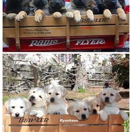 German Shepherd and Labrador Retriever Puppies from Ryanhaus Kennel