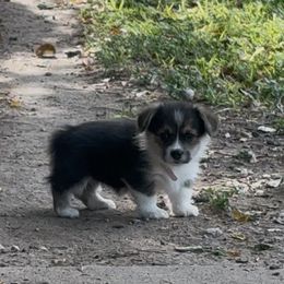 Lexi Pink Girl - Black and tan female Pembroke Welsh Corgi puppy in Fredericksburg, Texas from Hill Country Corgis