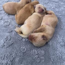 Girl 2 - Golden female Golden Retriever puppy in Silver Lake, Indiana from Seven Hills Goldens