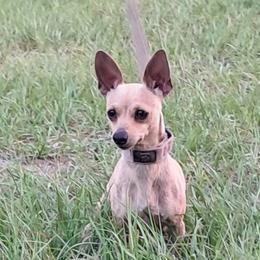 Trixie - Chihuahua