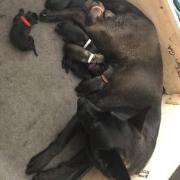 German Shepherd Puppies from Guamany K9 Vomhaus