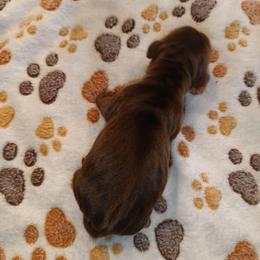 Dorothy - Chocolate and tan female Dachshund puppy in Marshall, Texas from Wilson's Kennels