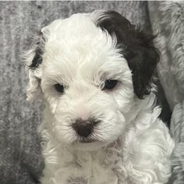 Bernedoodles from Bella‘s Mini Bernadoodles