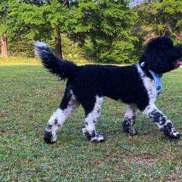 Maverick - Goldendoodle puppy in Chesnee, South Carolina from Pampered Paws Unlimited