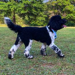 Maverick - Goldendoodle puppy in Chesnee, South Carolina from Pampered Paws Unlimited