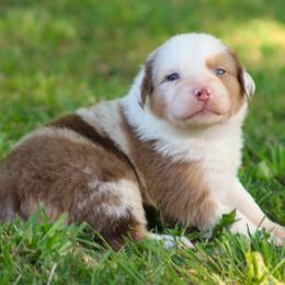 Patches - Red merle female Australian Shepherd puppy in Cookeville, Tennessee from Spring Creek Aussies