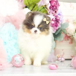 Jazzy- AKC Blue Tri - Blue parti female Pomeranian puppy in Santa Rosa, California from Cute California Poms