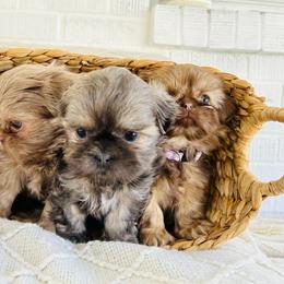 Shih Tzu Puppies from Trinity Shih Tzu