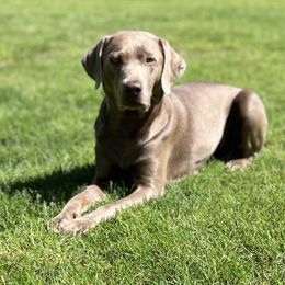 Auburn - Labrador Retriever
