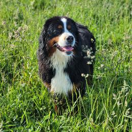 Triv - Black tan and white female Bernese Mountain Dog puppy in Earlham, Iowa from Sumbern - Iowa's Bernese Mountain Dogs