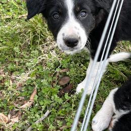 Border Collie Puppies from Roaring River Border Collies