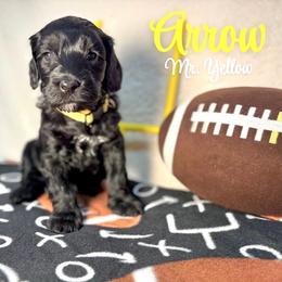 Arrow - Black male Australian Labradoodle puppy in Richmond, Kentucky from Happy Time Doodles