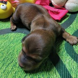 Sophie - Red female Dachshund puppy in Terlton, Oklahoma from CLARK'S BREEDING PROGRAM