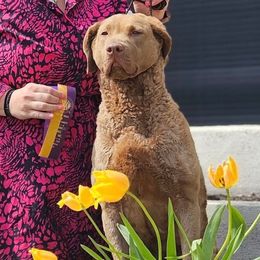 Spirit - Chesapeake Bay Retriever