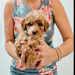 Girl 1 Red Apricot Tan Tuxedo with soft loose CURLS - Red  female Goldendoodle puppy in Clarksville, Tennessee from Tennessee Goldendoodles, since 2014