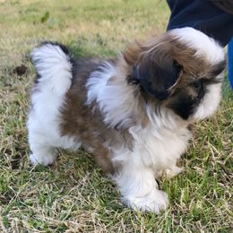 Shih Tzu Puppies from Willow Lane Shih Tzus