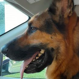 German Shepherds from GS Fancy