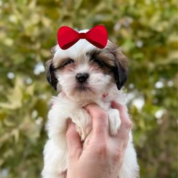 Girl 2 - Sable and white female Shih Tzu puppy in Seguin, Texas from Dolled Up Shih Tzus
