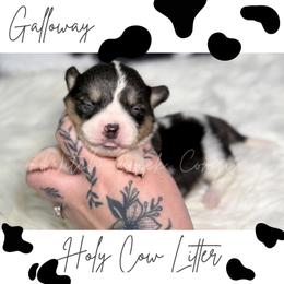 Galloway - Black and white female American Corgi puppy in Greenwood, Indiana from Witch Creek Corgis
